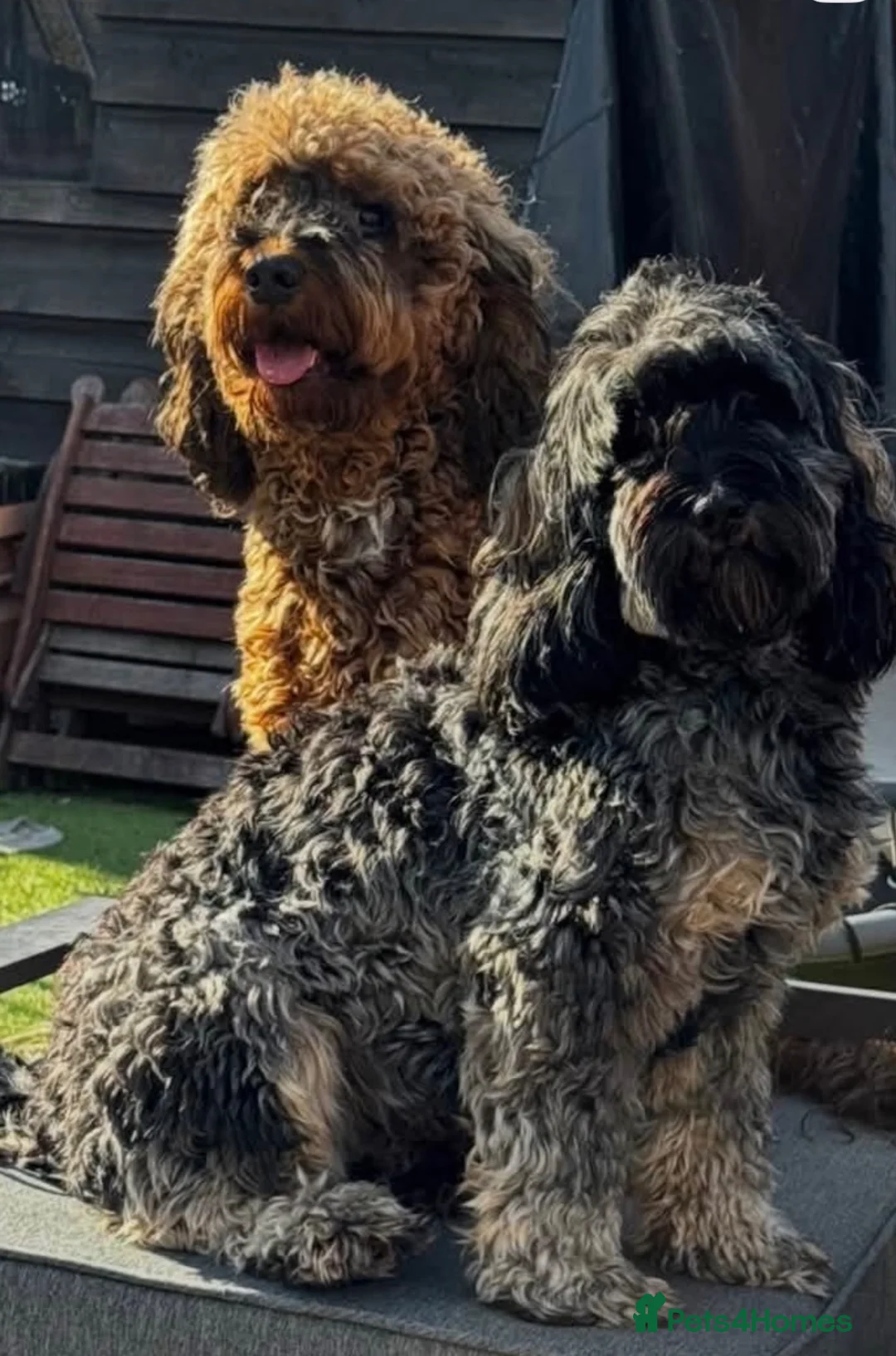 Cockapoo dogs for sale: Cockapoo Litter, 2 dogs, 2 bitches available  in Tamworth - Advert 1