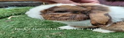 Mini Lop rabbits for sale: Vaccinated x tiny mini lops  - Advert 6