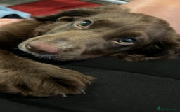 Cocker Spaniel dogs for stud: For stud - Image 9