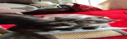 Mixed Breed cats for sale: KITTENS - Advert 2