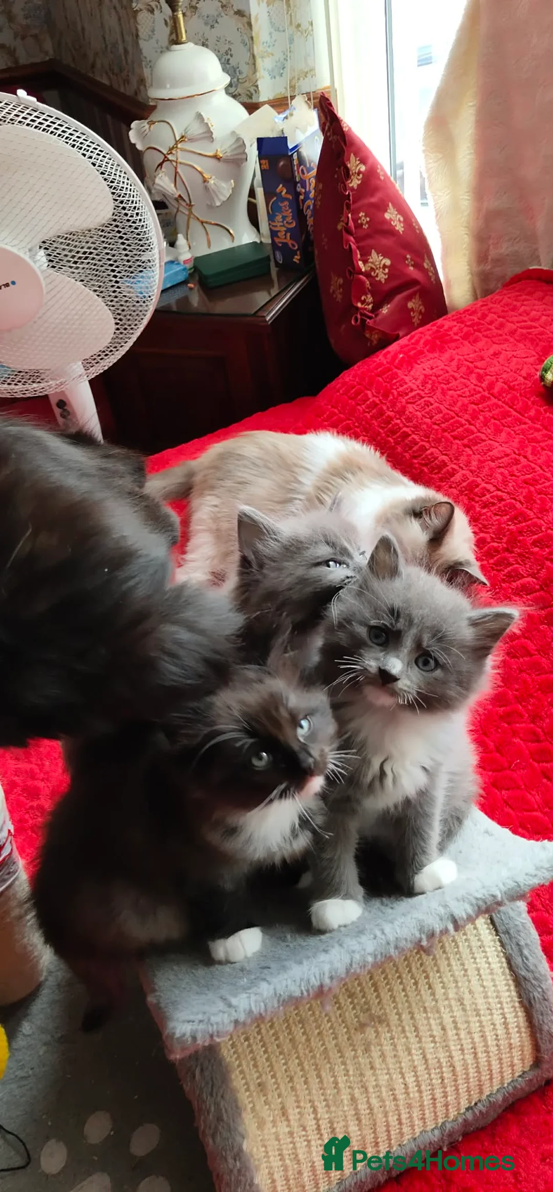 Mixed Breed cats for sale: KITTENS - Advert 2