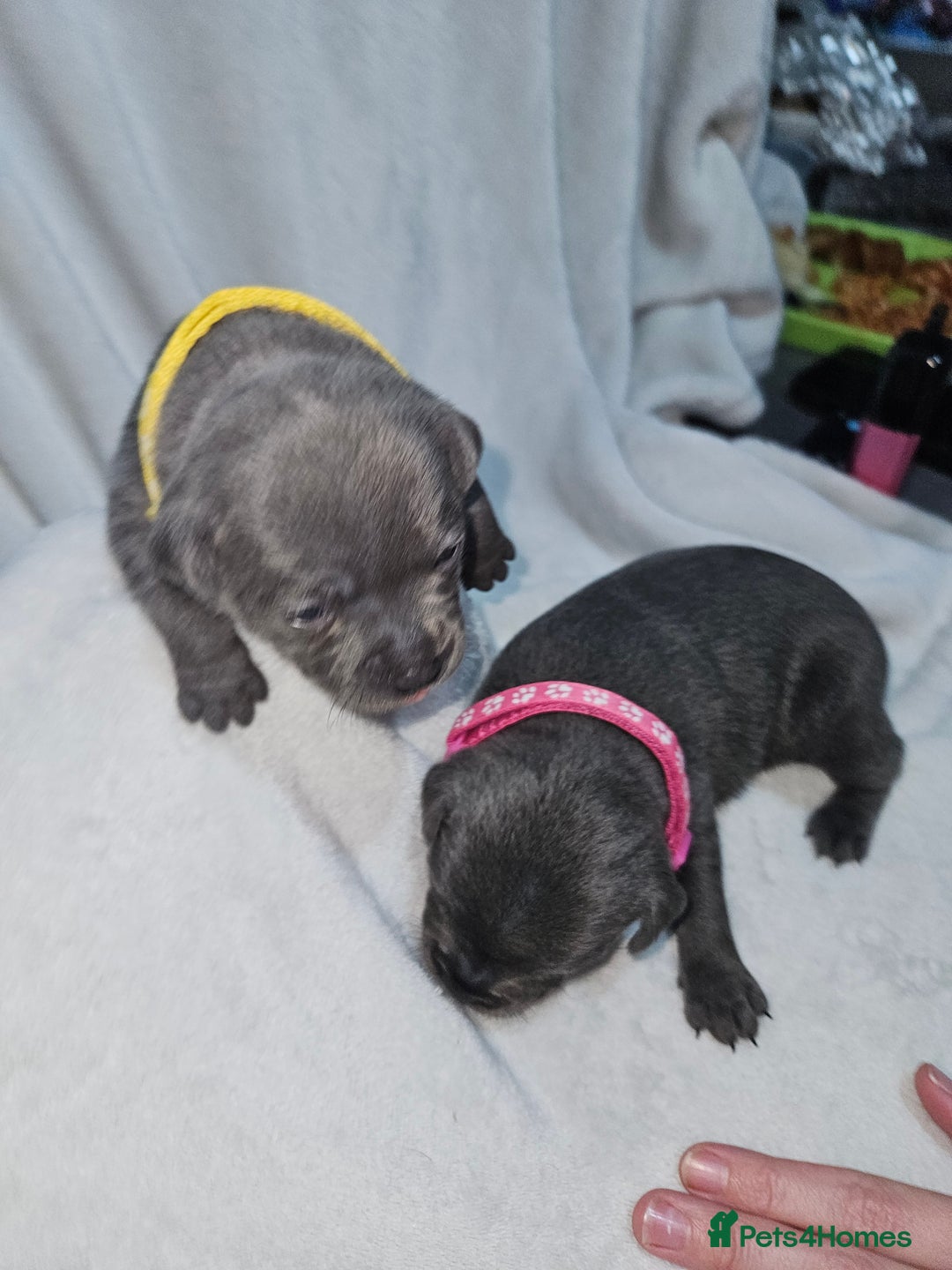Staffordshire Bull Terrier dogs for sale: Beautiful chunky blues! - Advert 20