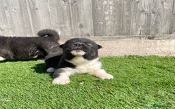Akita dogs for sale: American Akita Puppys for sale  - Image 26