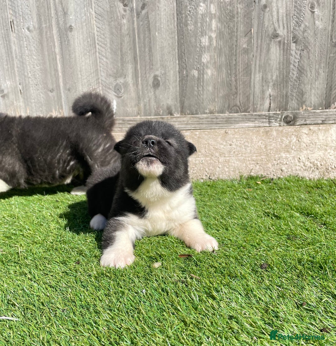 Akita dogs for sale: American Akita Puppys for sale  - Image 26