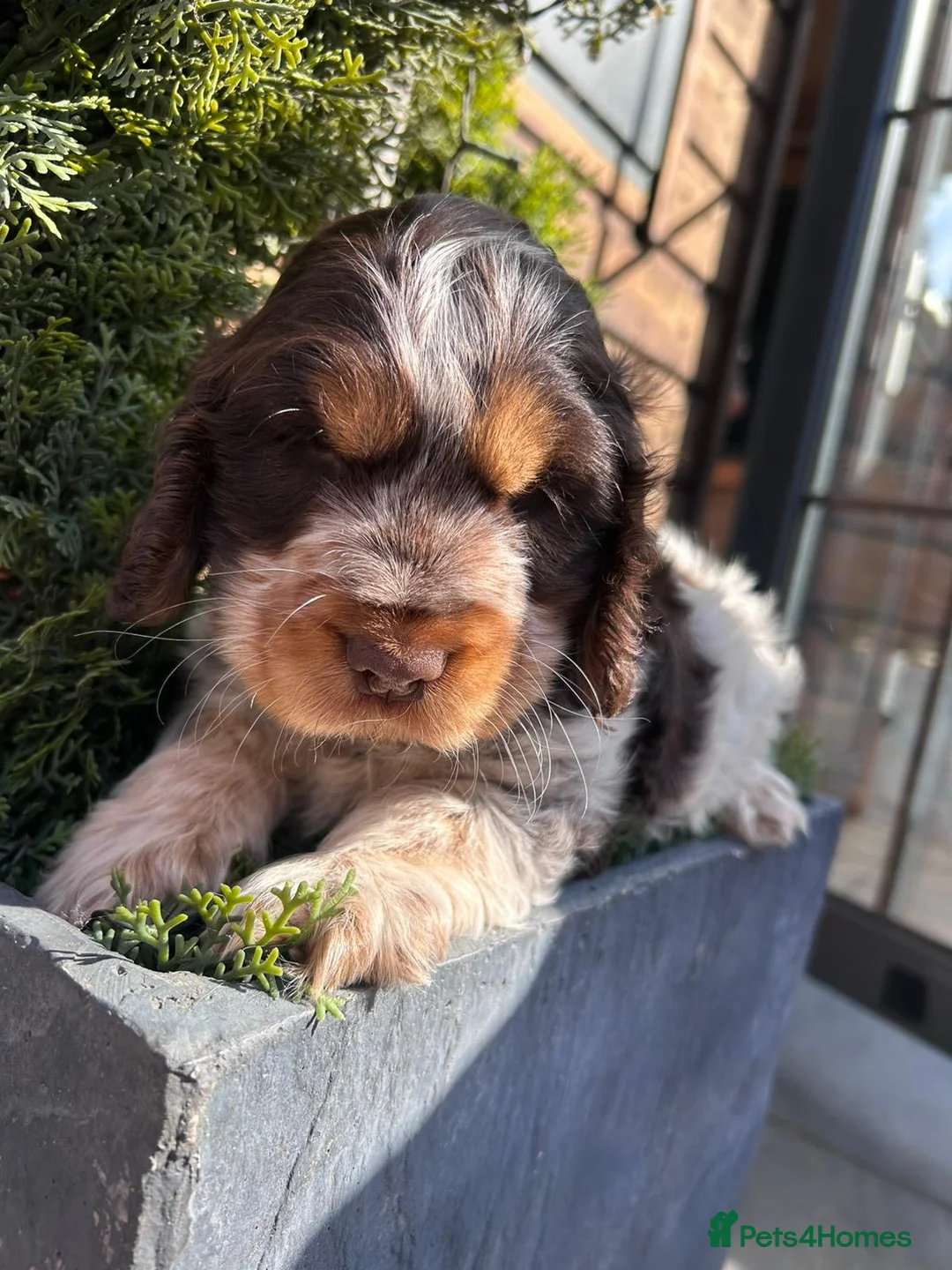 Cocker Spaniel dogs for sale: Show type kc cocker spaniel  - Advert 2