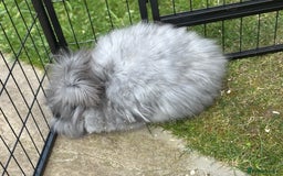 Angora rabbits for sale: female angora ready now  - Image 11