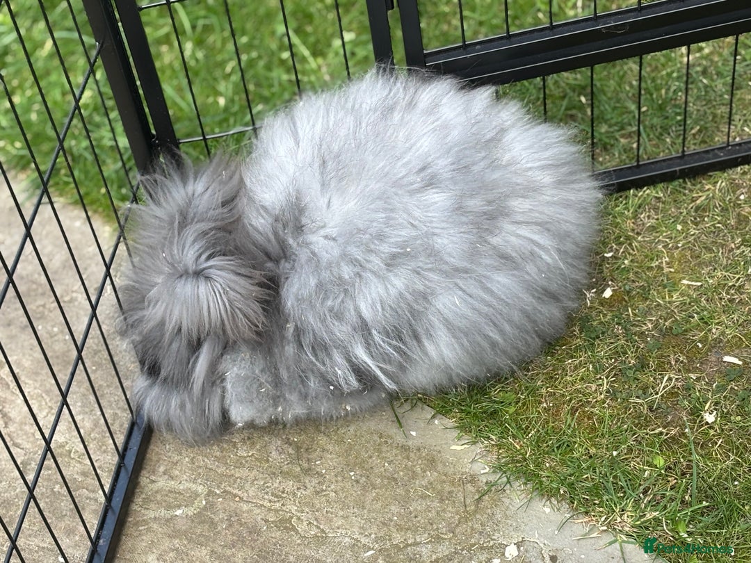 Angora rabbits for sale: female angora ready now  - Image 11