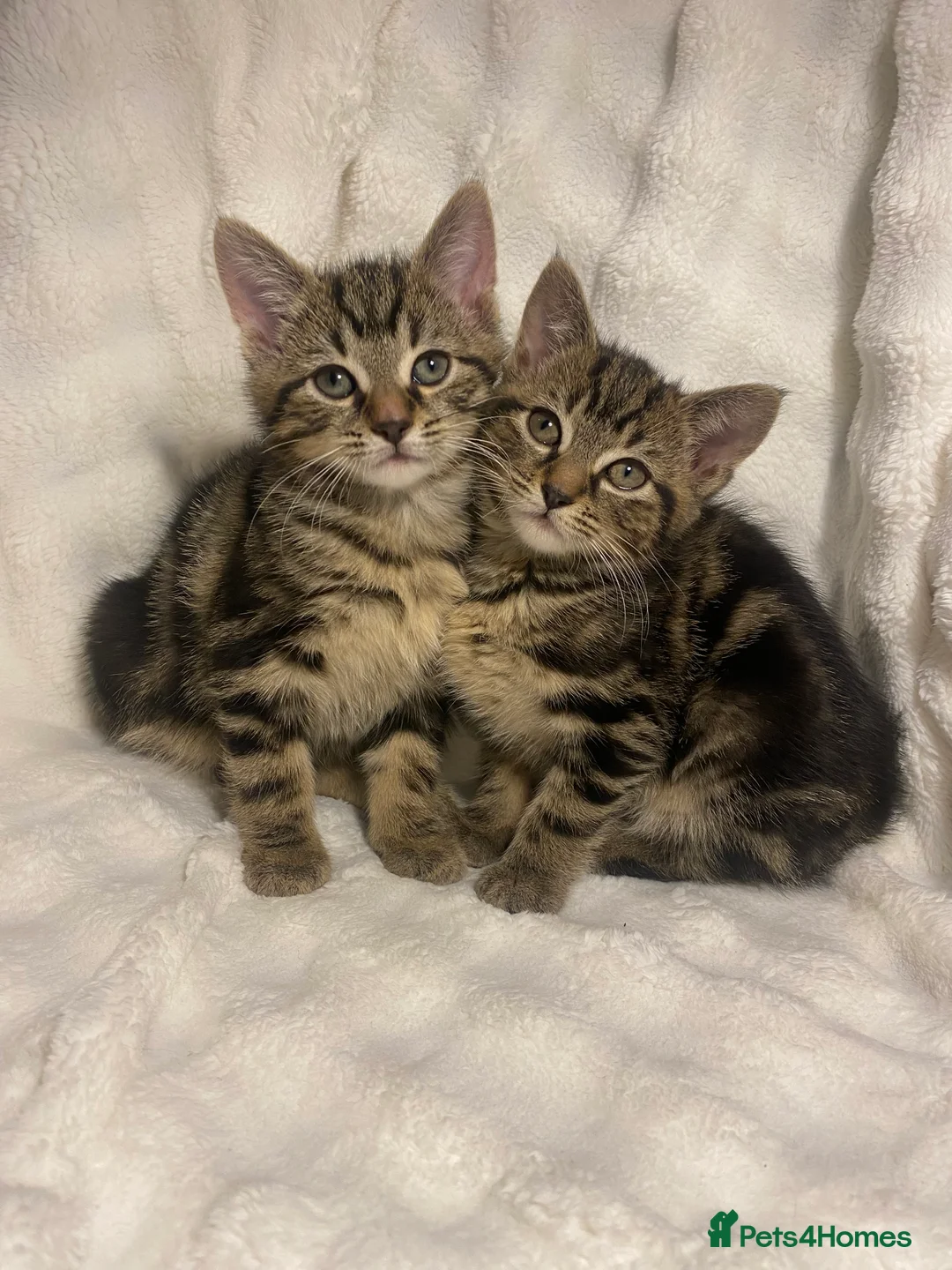 Mixed Breed cats for sale: 2 Adorable Kittens Awaiting Their Forever Home🏡 - Advert 3