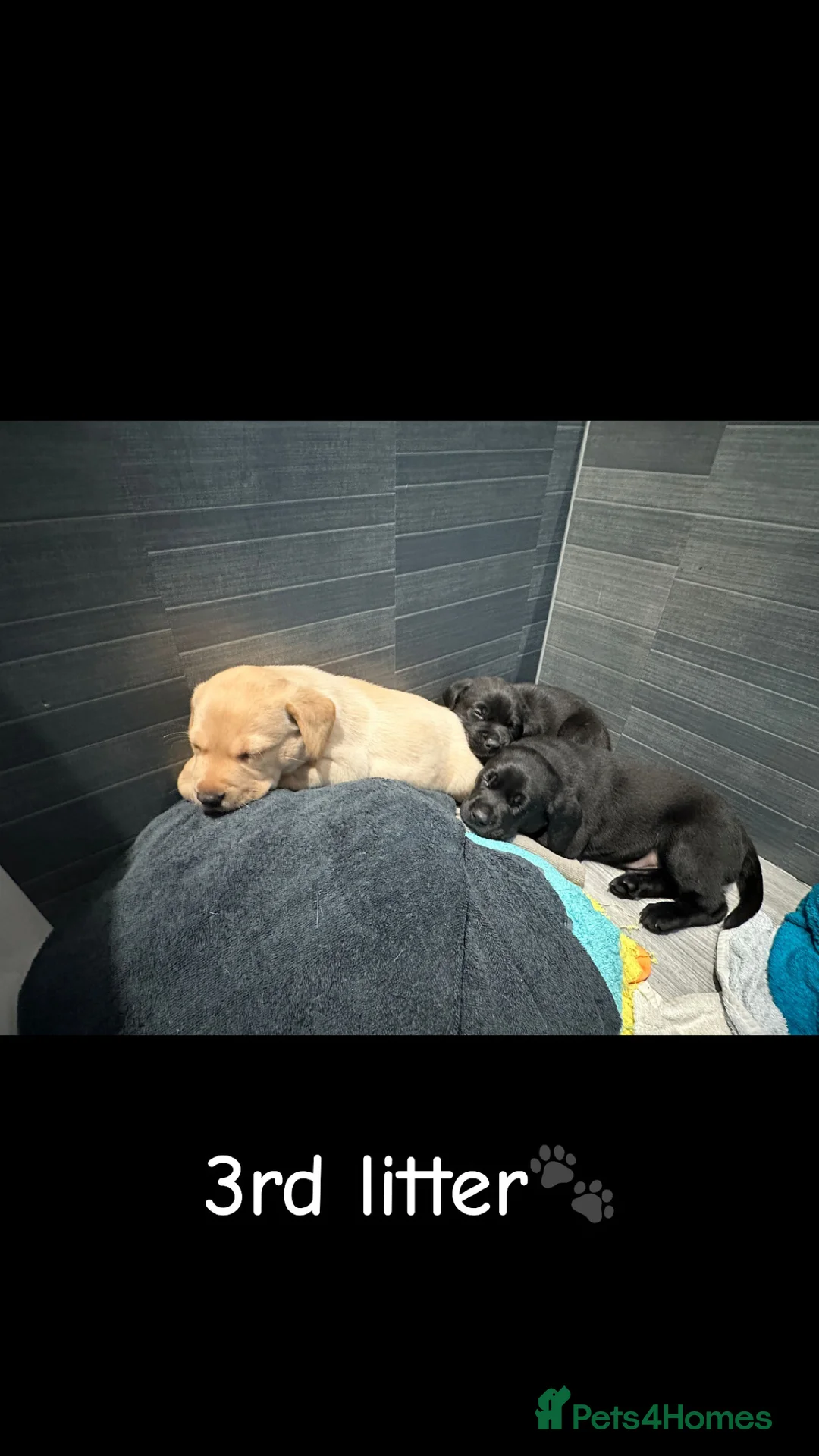 Labrador Retriever dogs for stud: 🌟 Kennel Club Registered Proven Labrador Stud 🌟 in Dundee - Advert 16