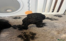 Standard Poodle dogs for sale: BEAUTIFUL STUNNING STANDARD POODLE PUPPIES - Image 2