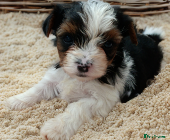 Biewer Terrier dogs Beautifull Biewer puppies 🥰 - Advert 1
