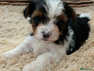 Biewer Terrier dogs Beautifull Biewer puppies 🥰 - Advert 1