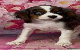 Cavalier King Charles Spaniel dogs for sale: Merle cavalier King Charles  - Image 5