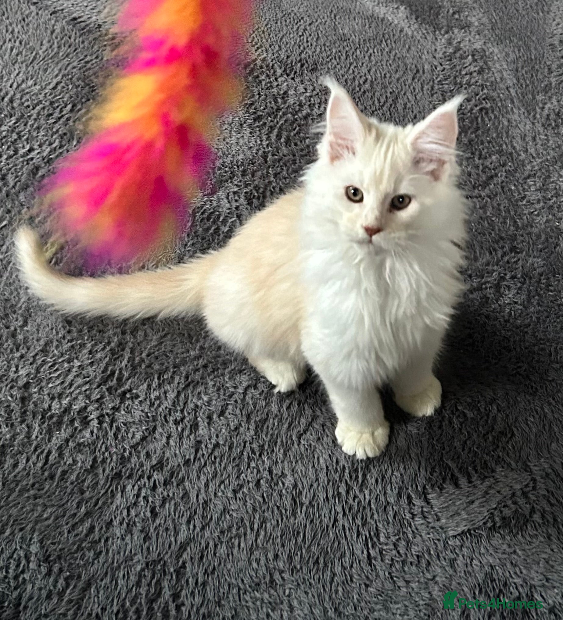 Maine Coon cats Tica registered male kittens  - Advert 1