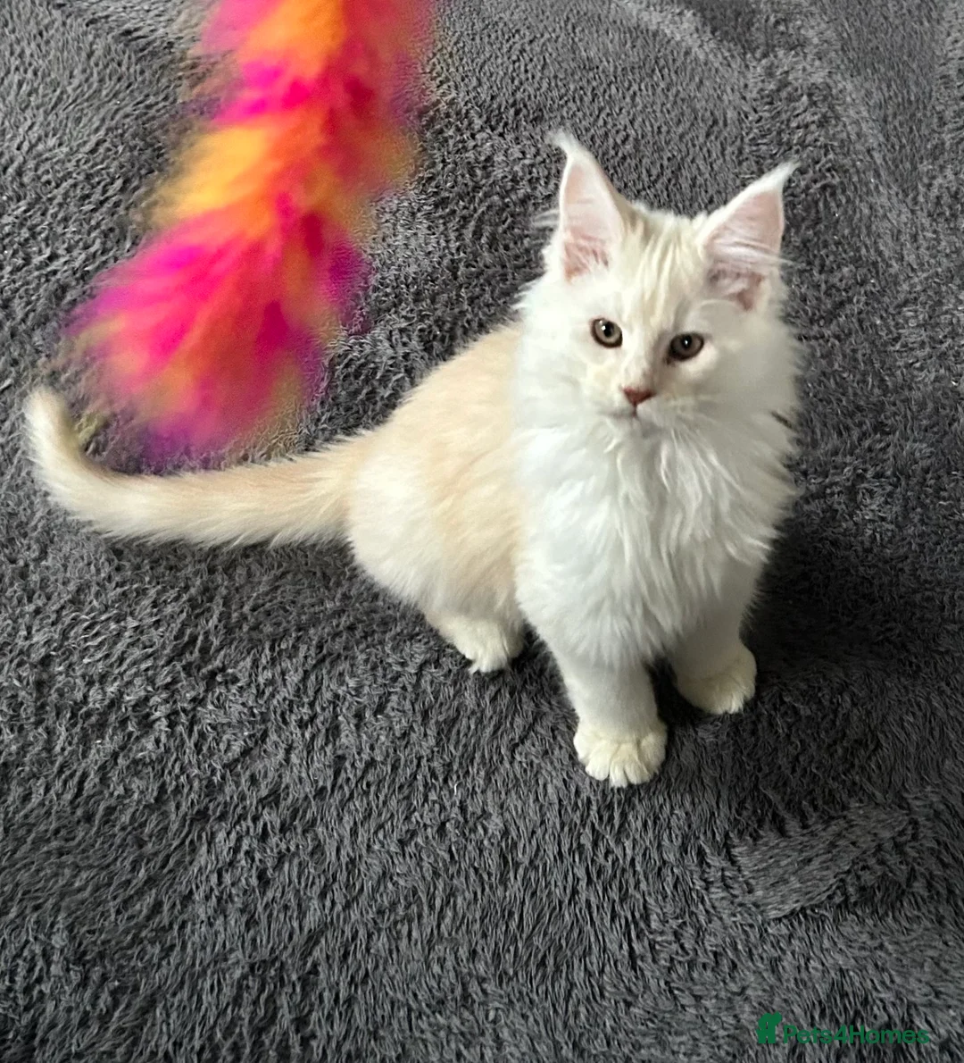 Maine Coon cats for sale: Tica registered male kittens  - Advert 1