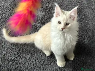 Maine Coon cats Tica registered male kittens - Advert 1