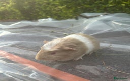 Guinea Pig rodents for sale: 2 male guinea pigs for sale  - Image 6