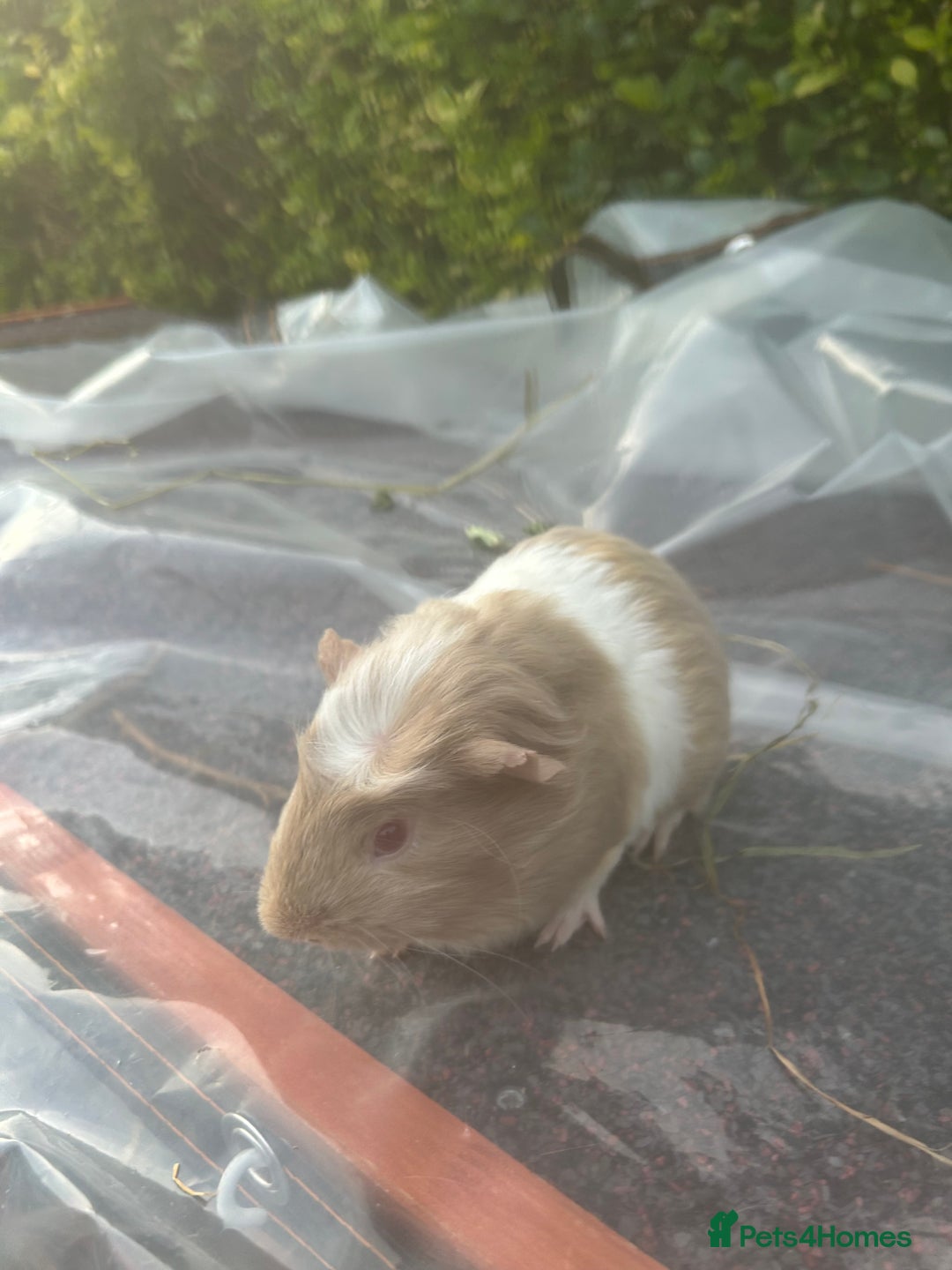 Guinea Pig rodents for sale: 2 male guinea pigs for sale  - Image 6