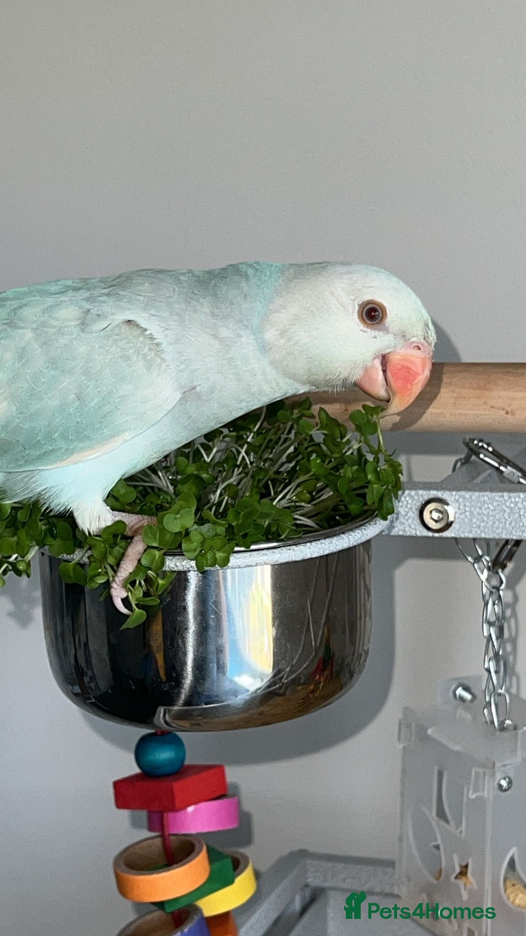 Parakeets birds for sale: Indian clear tail parakeet - Image 3