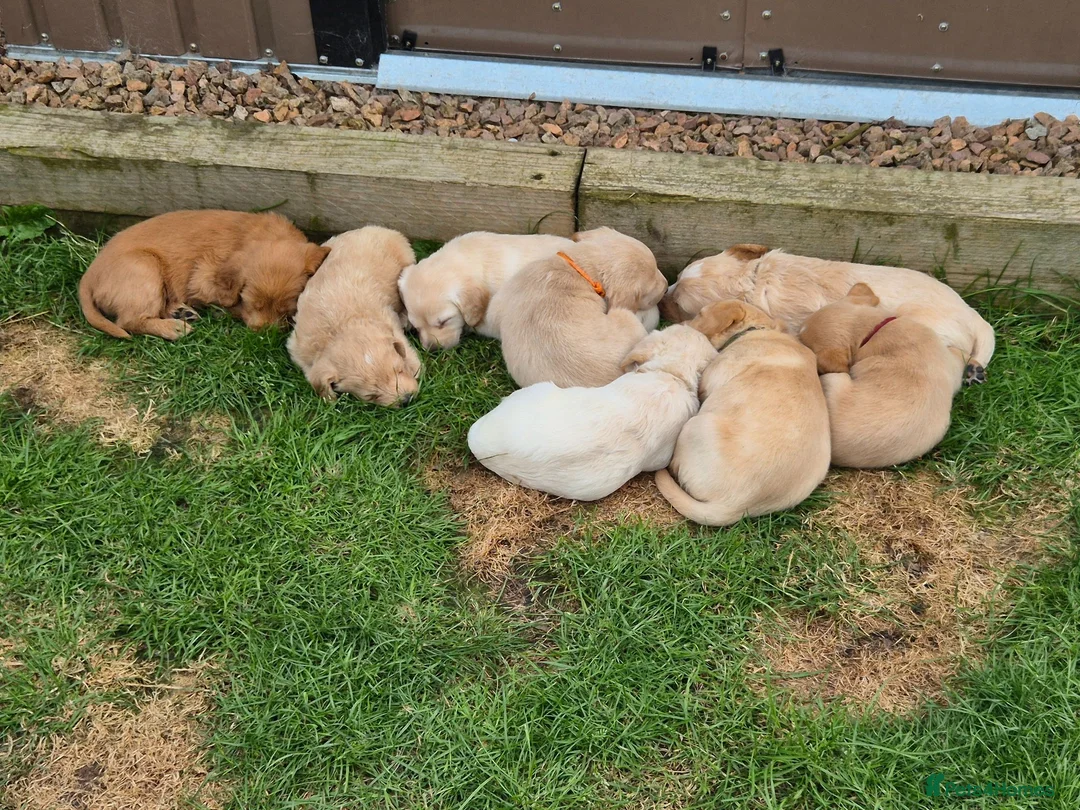 Labradoodle dogs for sale: Labradoodle puppies - Advert 2