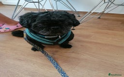 Shih Tzu dogs for adoption: 💙🐶 LAURIE - a gentle 6-7 yo Shih Tzu boy🐶💙 - Image 11