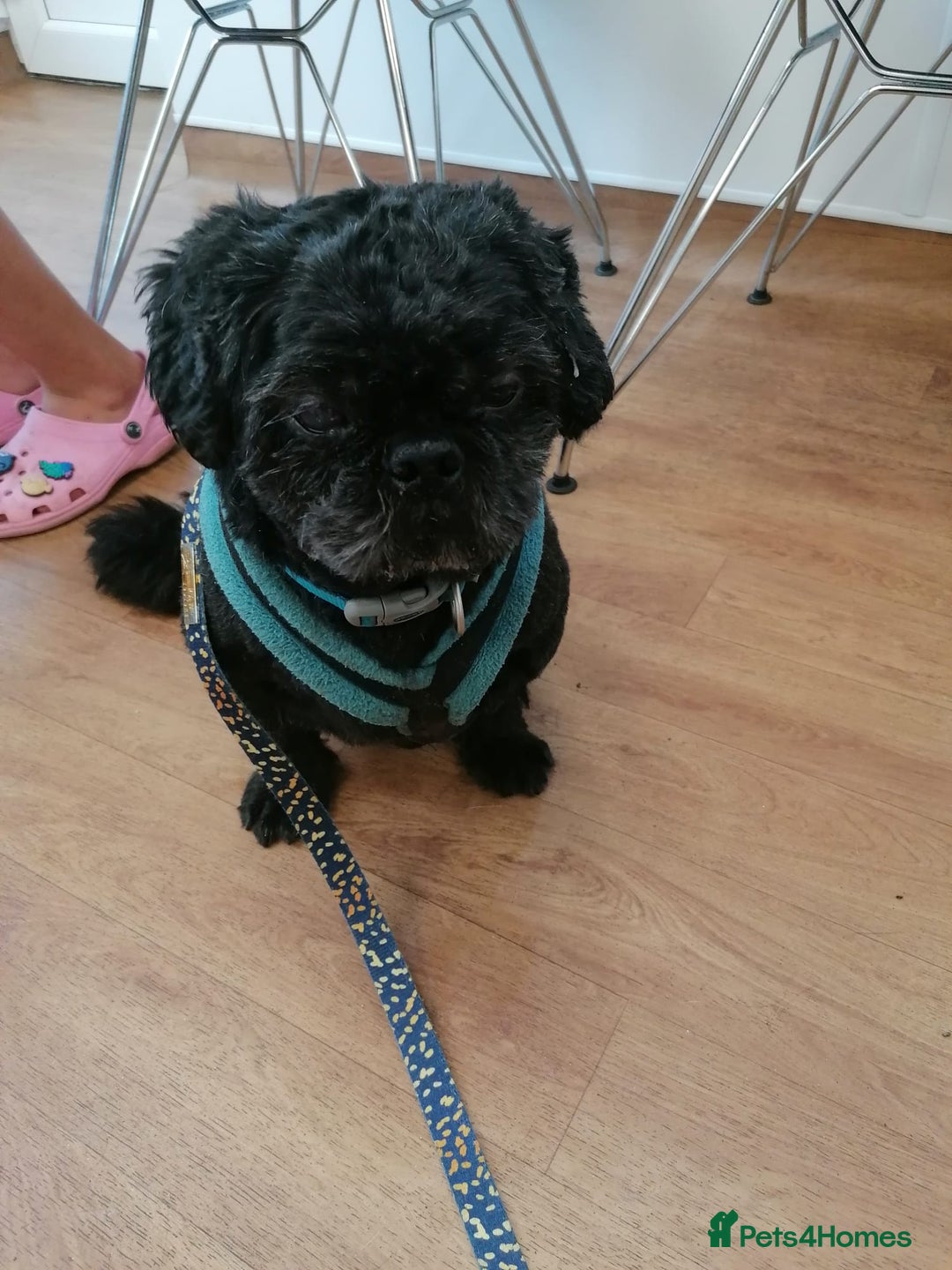 Shih Tzu dogs for adoption: 💙🐶 LAURIE - a gentle 6-7 yo Shih Tzu boy🐶💙 - Image 11