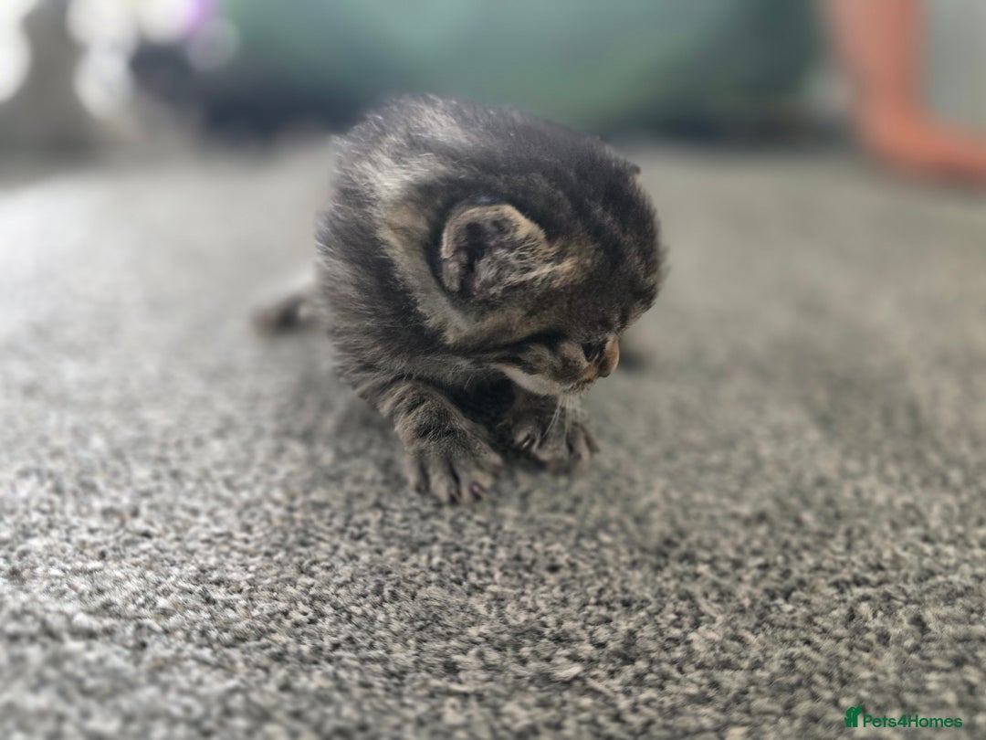 British Longhair cats for sale: 5 beautiful fluffy kittens – 4 girls, 1 boy - Image 14