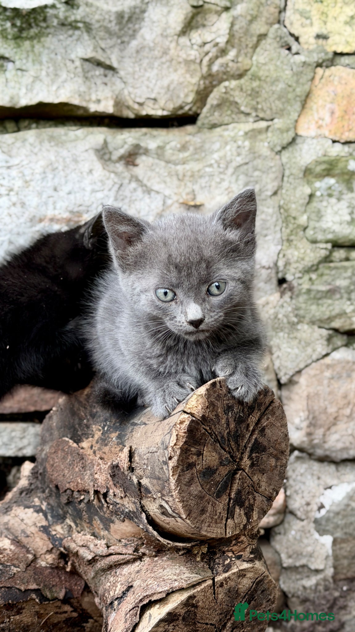 Mixed Breed cats Beautiful Blue & black kittens  - Advert 1