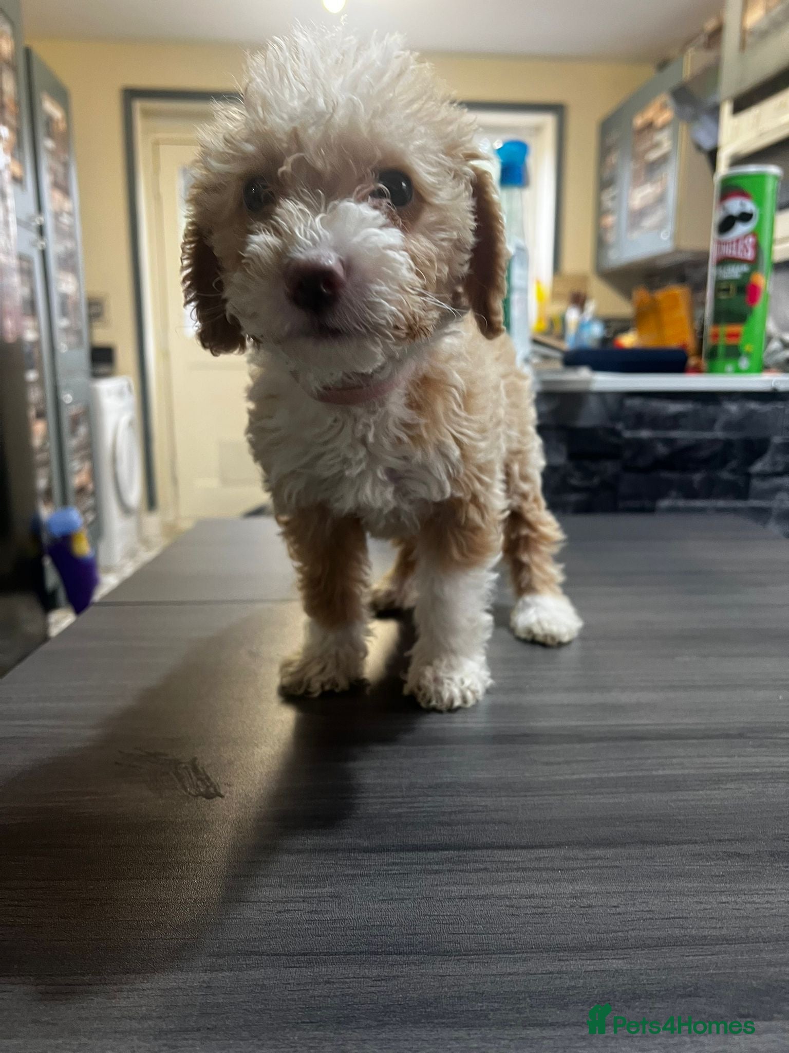 Toy Poodle dogs Beautiful Toy Poodle Pups  - Advert 1