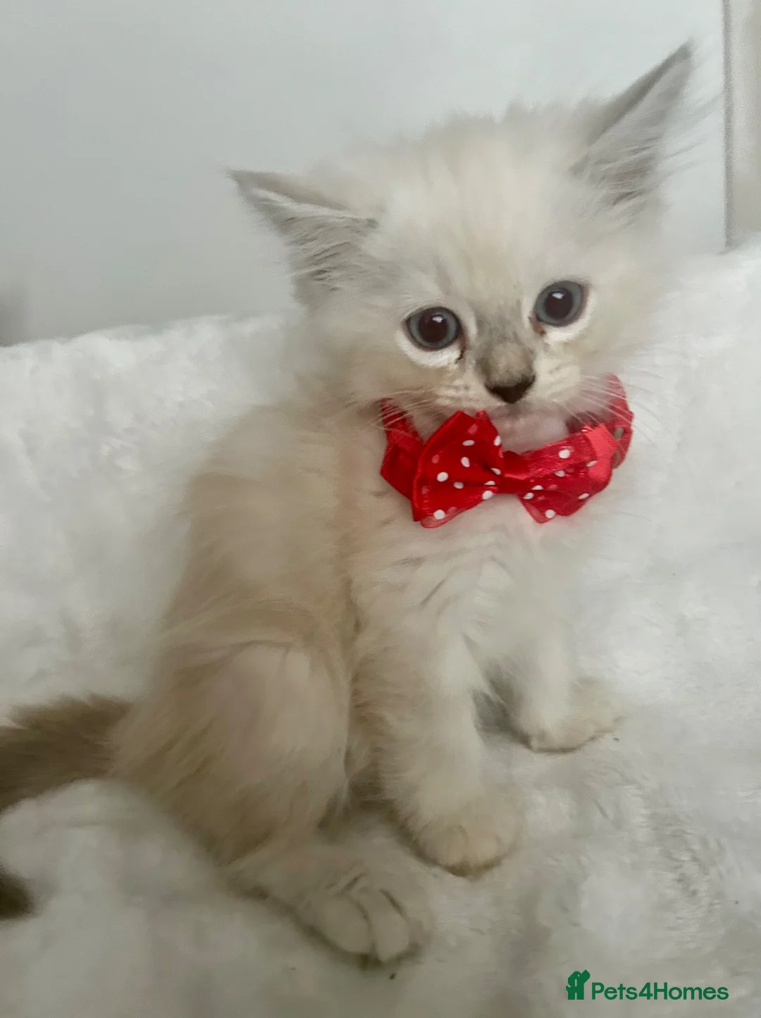 Ragdoll cats for sale: RAGDOLL/PERSIAN Kittens  - Advert 22