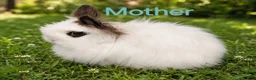 Lionhead rabbits for sale: Beautiful Lionhead Babies  - Advert 15