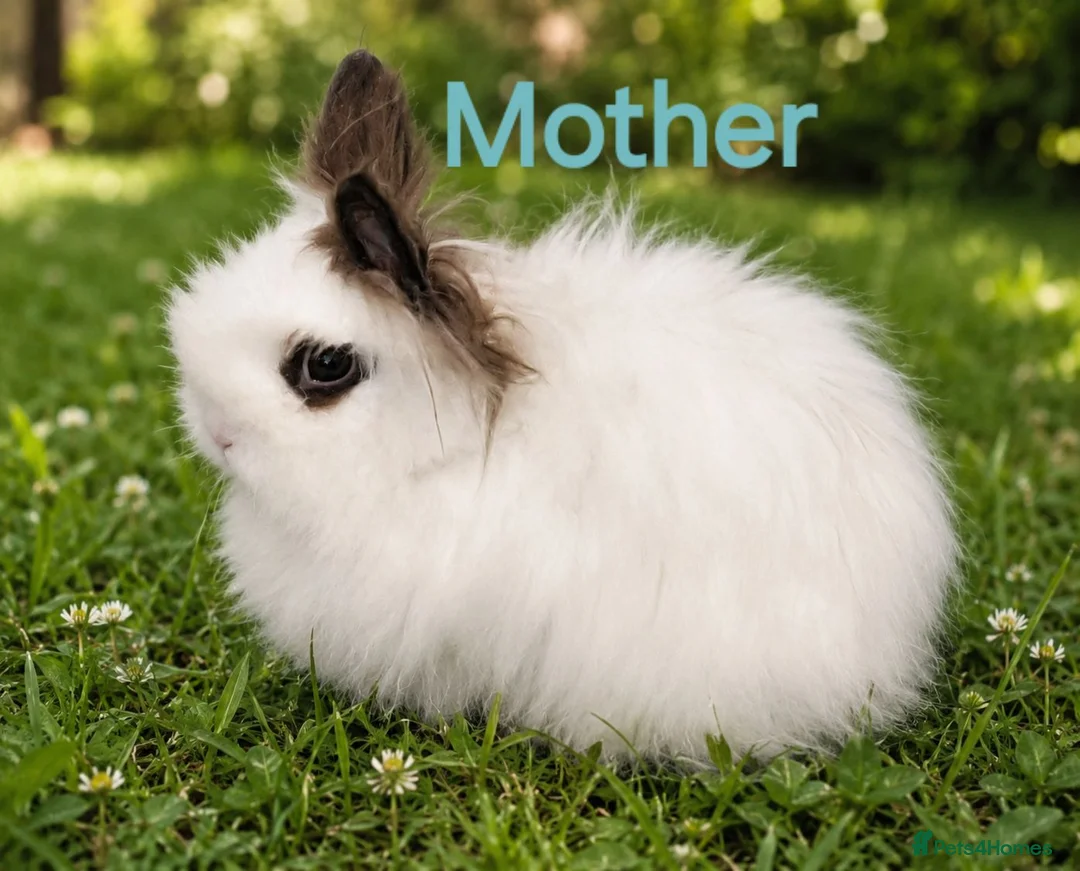 Lionhead rabbits for sale: Beautiful Lionhead Babies  - Advert 15