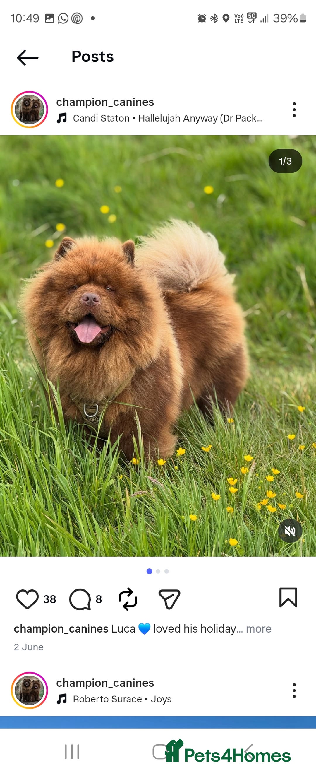 Chow Chow dogs for sale: Ready leave 23/12/2025 chocolate carrier CHOW CHOW - Advert 17