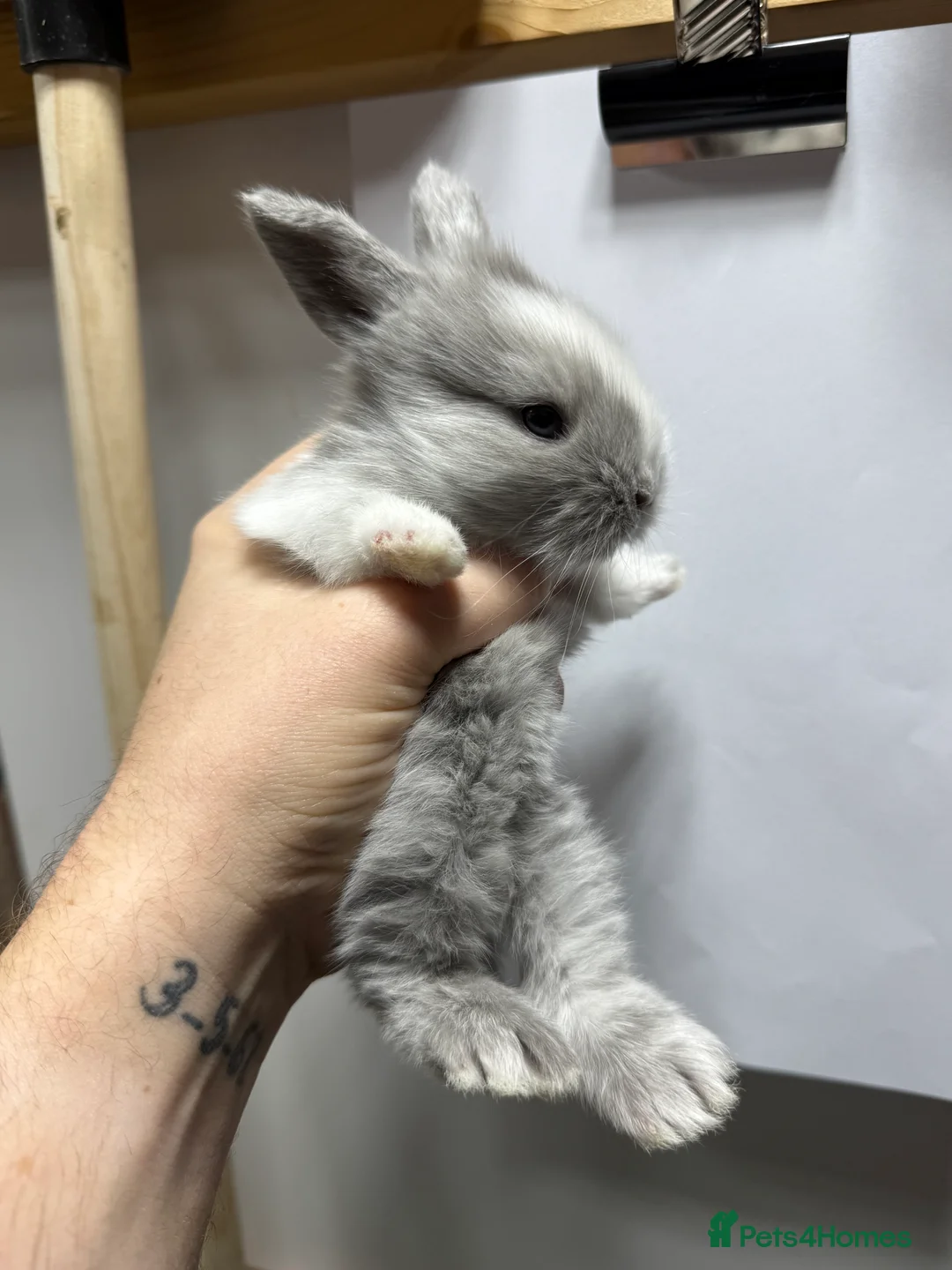 Mixed Breed rabbits for sale: Gorgeous Baby Mini Lion Lops - Advert 3