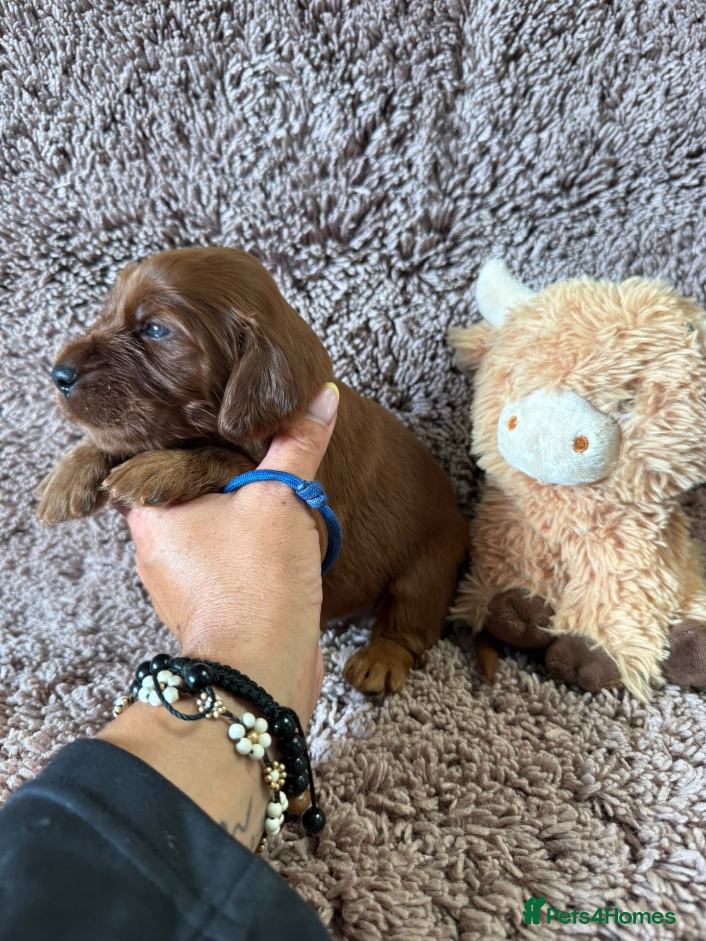 Irish Setter dogs Gorgeous Irish Setter Pups - 2 Boys available KC - Advert 1