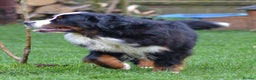 Bernese Mountain Dog dogs for sale: KC REGISTERED LITTER OF BERNESE MOUNTAIN DOG PUPS - Advert 7