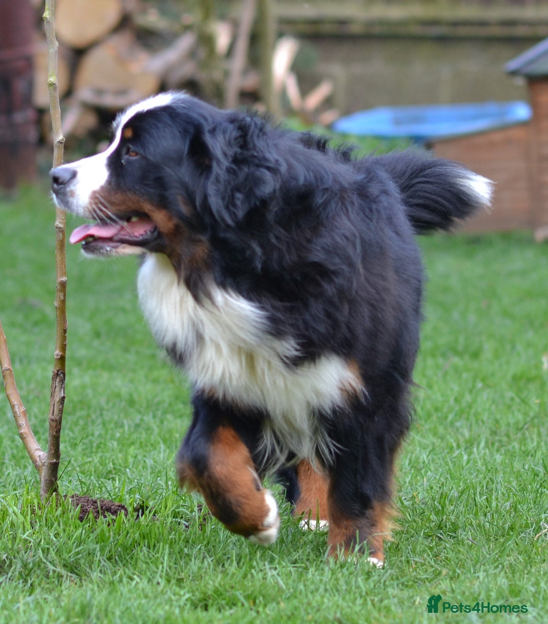 Bernese Mountain Dog dogs for sale: KC REGISTERED LITTER OF BERNESE MOUNTAIN DOG PUPS - Advert 7
