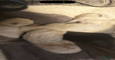 Ragdoll cats - Advert 1