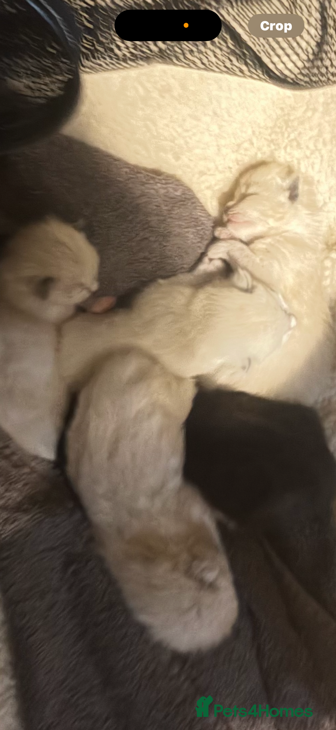 Ragdoll cats for sale: Ragdoll cross Siamese kittens  - Image 3