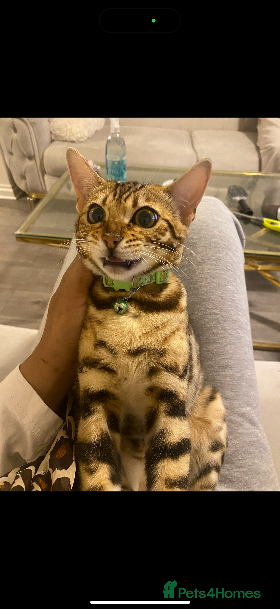 Bengal cats for sale: Bengal female cat - Advert 11