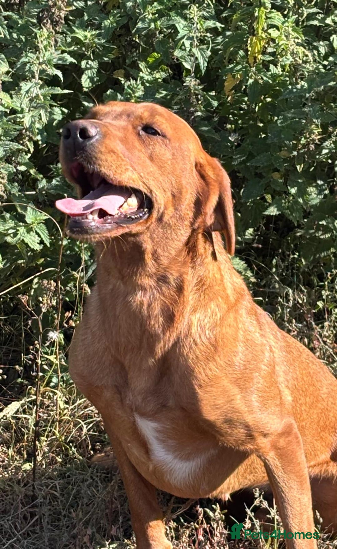 Labrador Retriever dogs for sale: Outstanding KC registered Labrador puppies  - Image 1