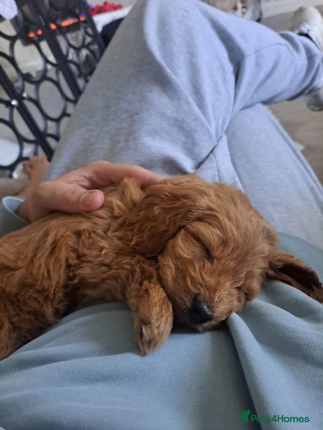 Cockapoo dogs for sale: Gorgeous f1 cockapoo boy pup  in Newcastle upon Tyne - Advert 6