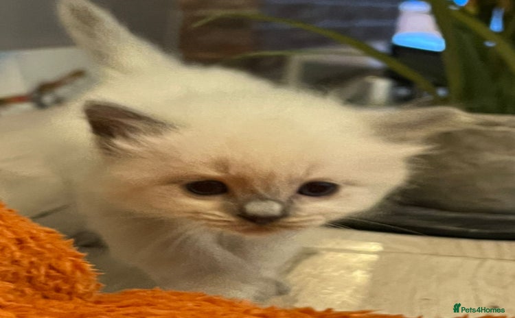 Ragdoll cats Beautiful Ragdoll Kittens (blue point) - Advert 1