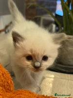 Ragdoll cats Beautiful Ragdoll Kittens (blue point) - Advert 9