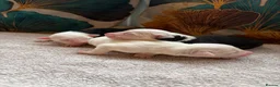 Mixed Breed dogs for sale: Old English Sheepdog mix  - Advert 4