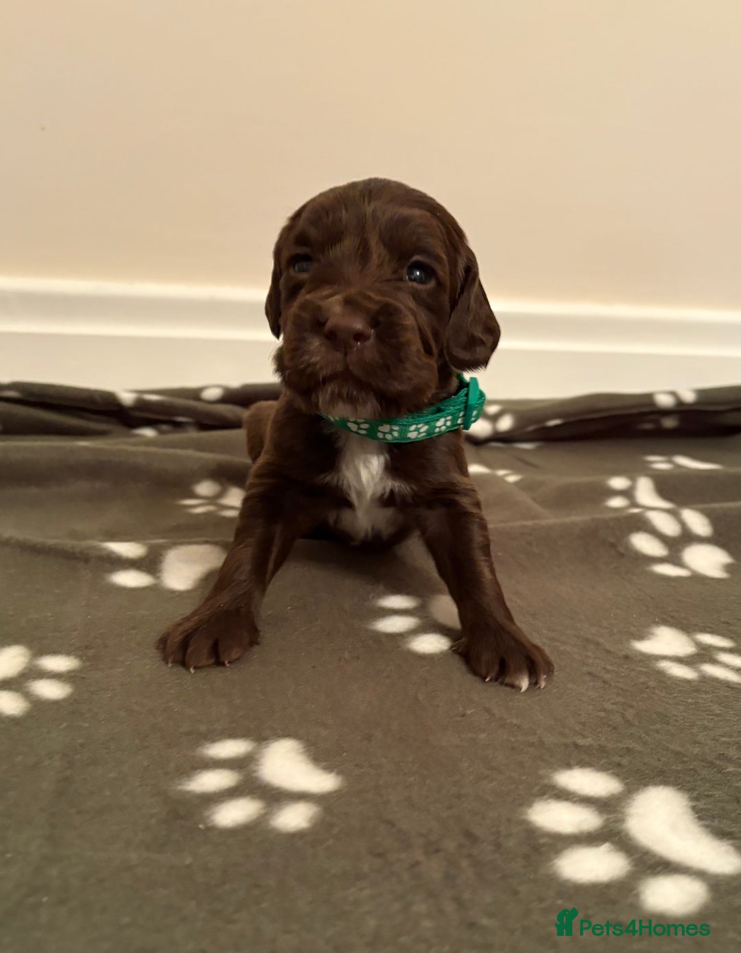 Cocker Spaniel dogs for sale: Stunning Chocolate KC cocker puppies - Advert 8