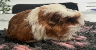 Guinea Pig rodents - Advert 4