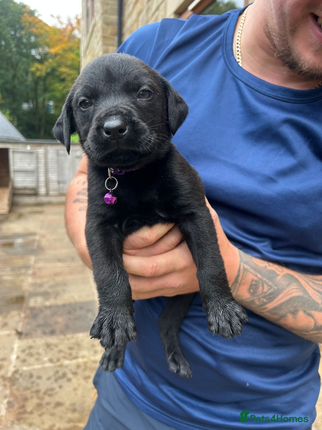 Mixed Breed dogs for sale: Mixed giant schnauzer x rottweiler puppies - Image 4