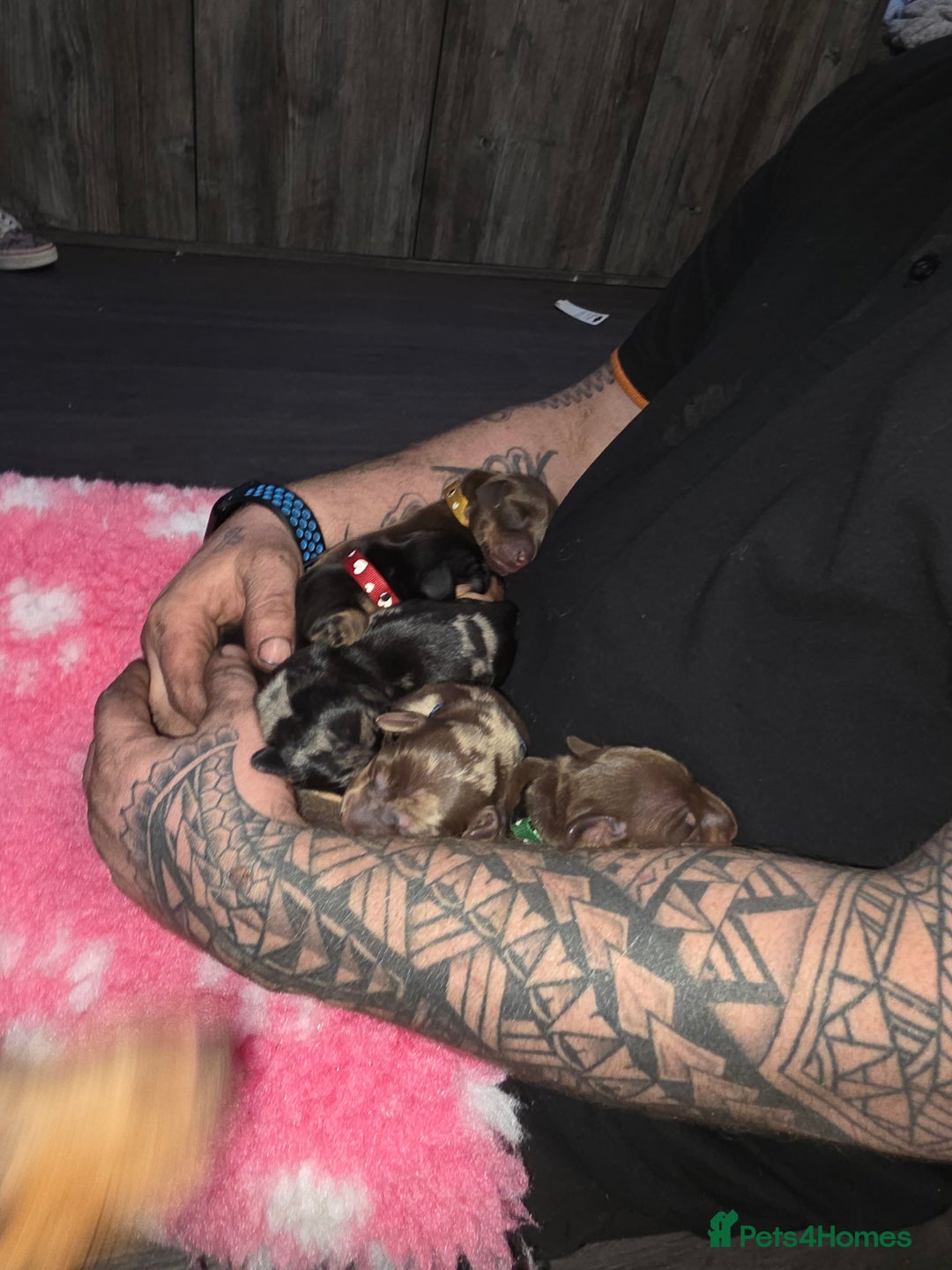 Miniature Dachshund dogs for sale: Miniature Dachshund puppies  - Image 1