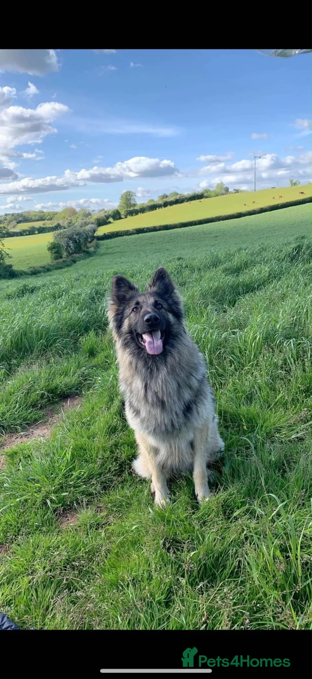 Mixed Breed dogs for sale: Belgian malanios X German Shepard Puppies  in Hereford - Advert 2